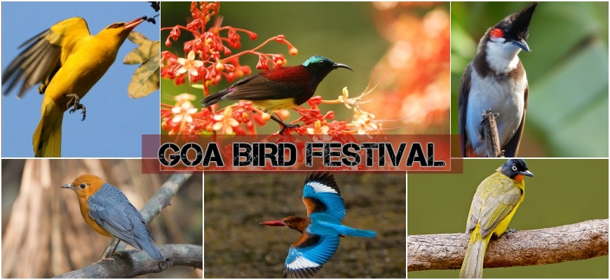 Goa's Bird Festival welcomes you to fancy birding and discover natural  beauty - NewsBharati
