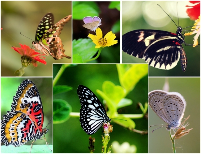 Enchant Yourself With Gaudy Flappy Wings Butterfly Parks To Soothe Out Your Walks In Kerala