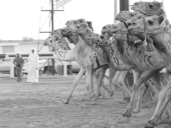 Beauties embracing the tradition! Oman captured lovely camels rocking ...