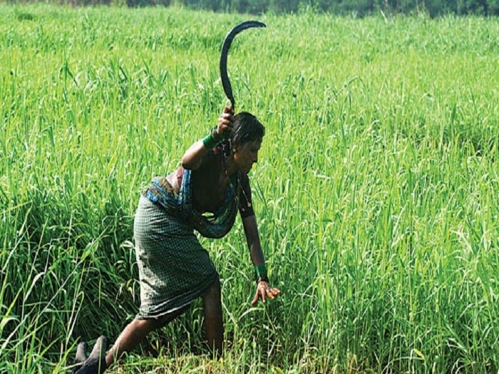 Fadanvis Unveils Four New Schemes In Farm And Allied Sectors However, the farmer has found a solution of sorts. newsbharati