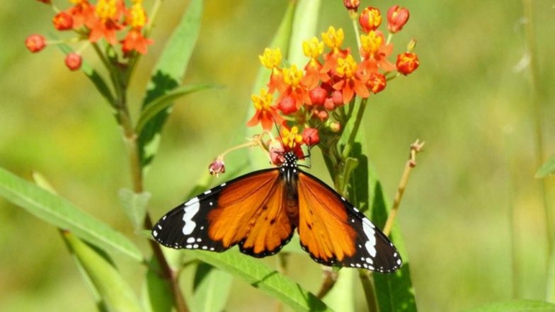 News Bharati Kanpur Gets Its First Butterfly Park To
