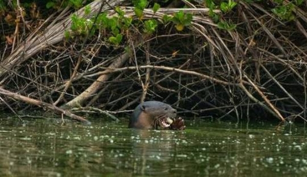 a_1&nbsp;&nbsp;H x W: 0 x