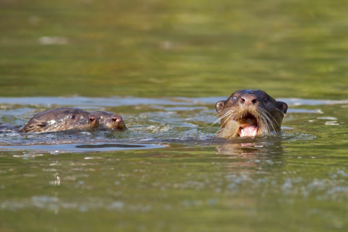 a_1&nbsp;&nbsp;H x W: 0 x