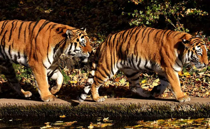 A home to 526 wild large cats, Madhya Pradesh regains it's 'Tiger State'  tag after losing it to Karnataka 10 years ago - NewsBharati
