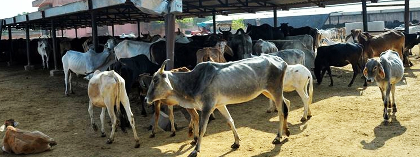 Providing shelter to stray cattle, Himachal Pradesh to set up cow  sanctuaries in 11 districts