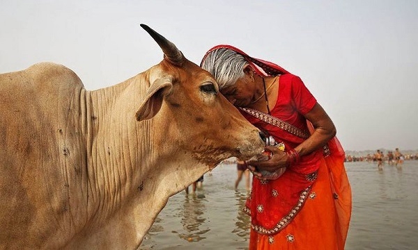 Cow Slaughter_1 &nbs