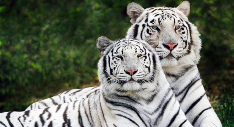 Bengal tigers1_1 &nb