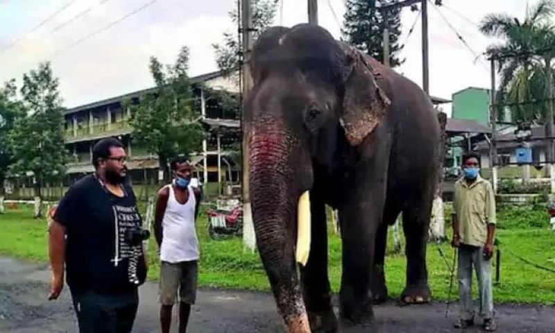 elephant_1 H x elephant_1 H x