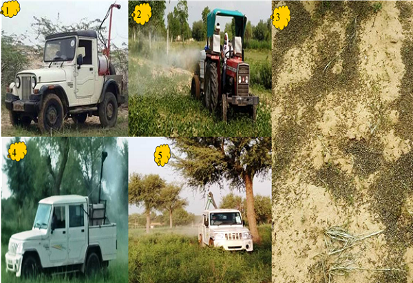 locust_1&nbsp;&nbsp;H x W