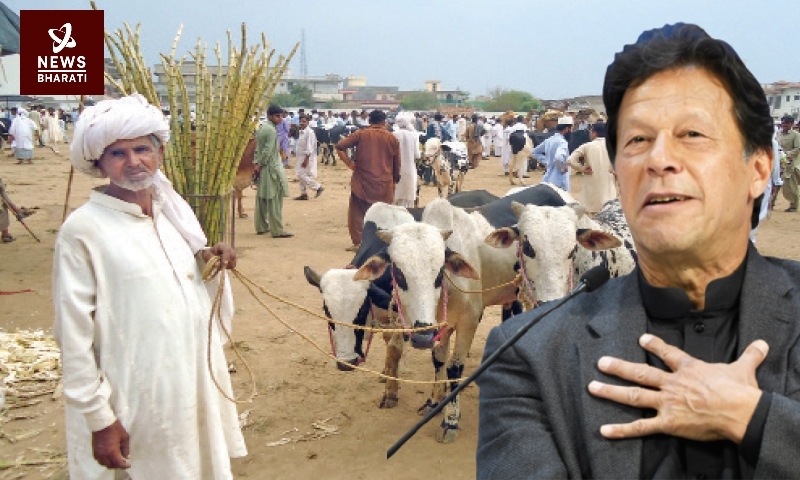 newsbharati_imran khan pak cow