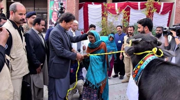 imran khan pak cow_1 