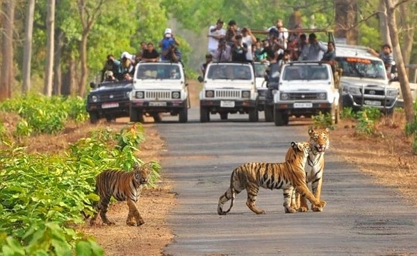 Tigers in Simlipal