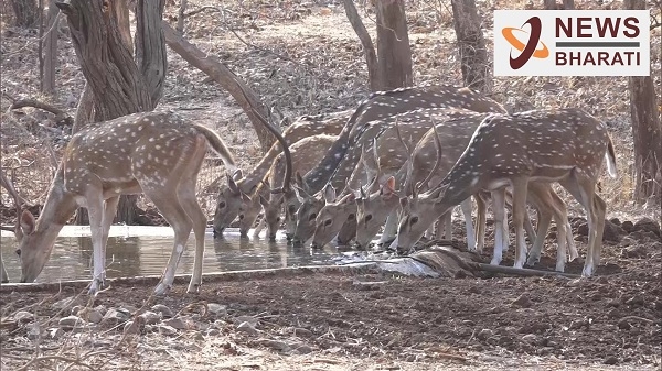 Installation of 400 water points in Gir National Park! - NewsBharati