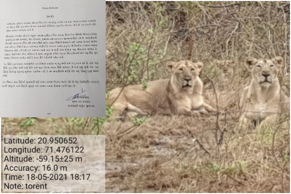 Lions in Gir forest amid 