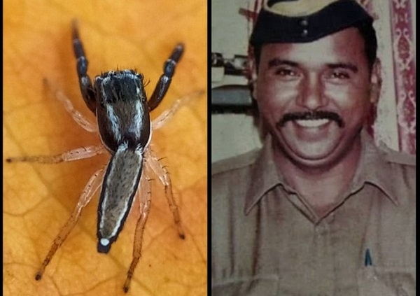 spider named after Tukara