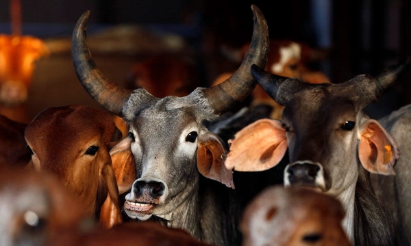 No ban on slaughtering of animals in Jammu Kashmir - NewsBharati