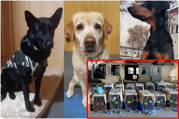 Dogs evacuated from Afgha