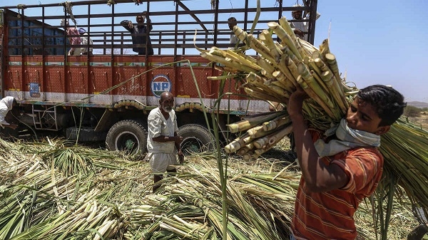 sugarcane farmers_1 