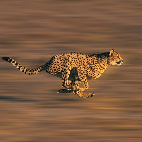 cheetah_1  H x 
