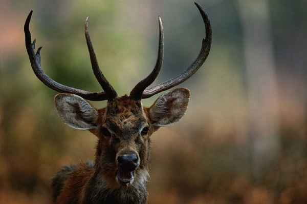 Sangai Deer 