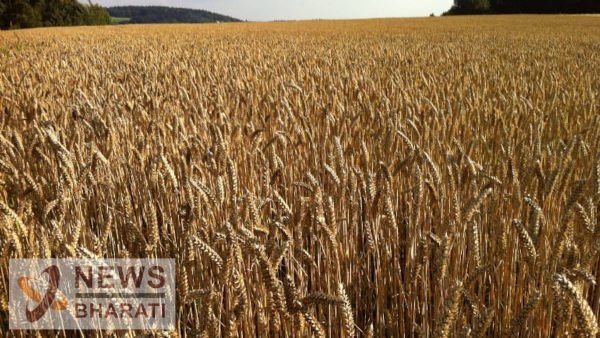 Wheat article