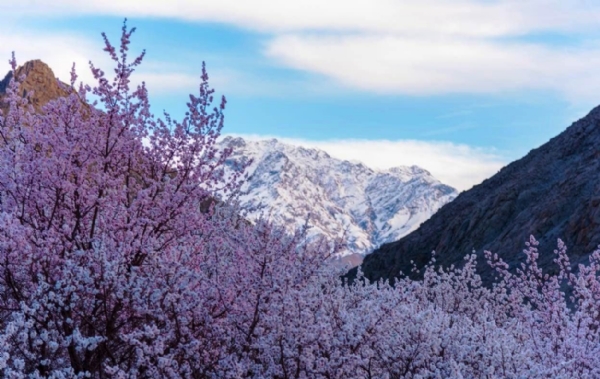  Apricot Blossom Festival