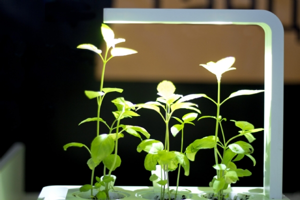 Plants and artificial light discount
