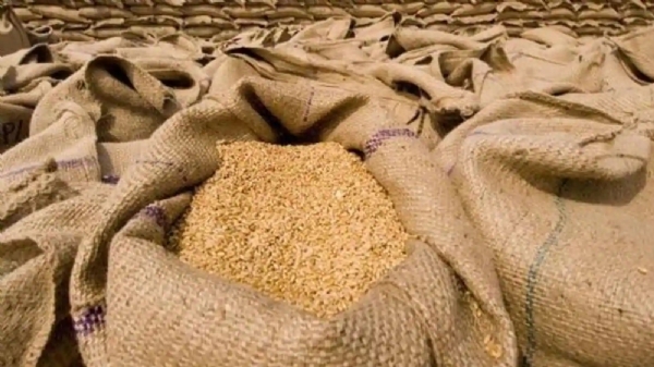 Egypt Wheat