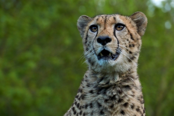 Cheetahs to be brought from Africa to Kuno National Park in MP as promised