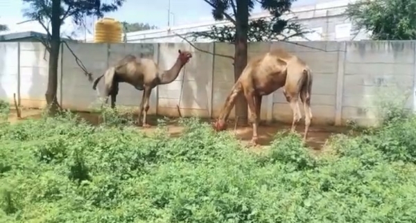Camel 