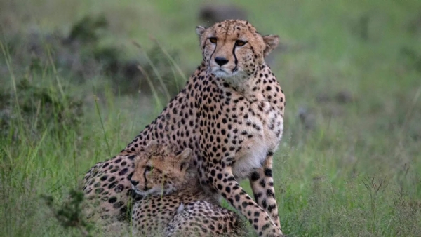 BIG! India inks pact for restoration of Cheetahs with Namibia