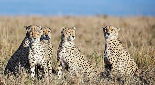 Reports of African cheetahs being stuck in transit completely unfounded