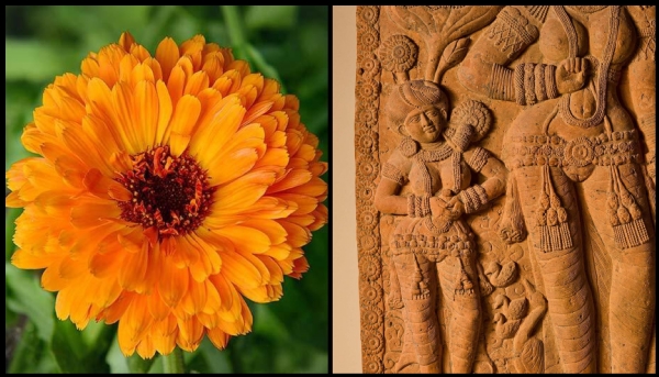 Audrey Truschke claims marigolds were brought to India by Portuguese Truth