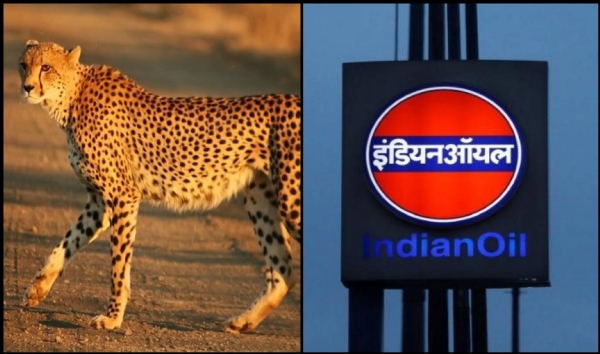 Indian oil to contribute Rs 50.22 crore for transcontinental relocation of Cheetah project
