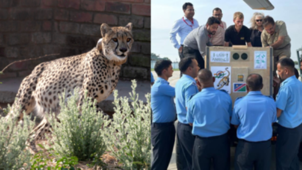 PM Modi to release the cheetahs into Kuno National Park