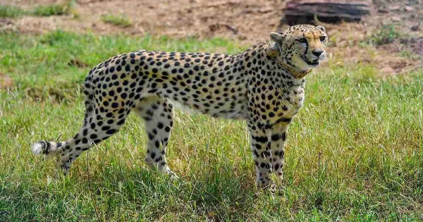 The Other Side of Cheetah or Chitrak