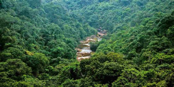 Forest Cover in India: Some facts