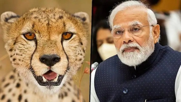 Cheetahs to arrive in India on PM Modi's birthday September 17