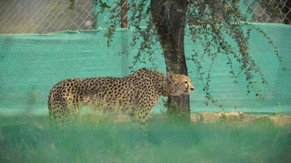 MP CM Chouhan on Cheetah and Tourist Safari
