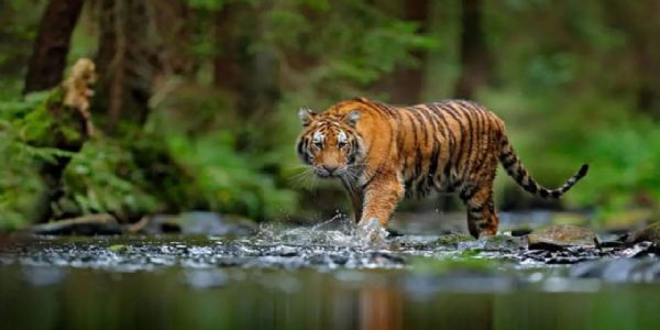 India home to more thatn 70 percent of global tiger population: Centre tells SC