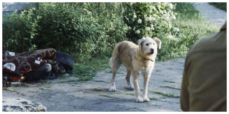 Dogs of Chernobyl News Bharati