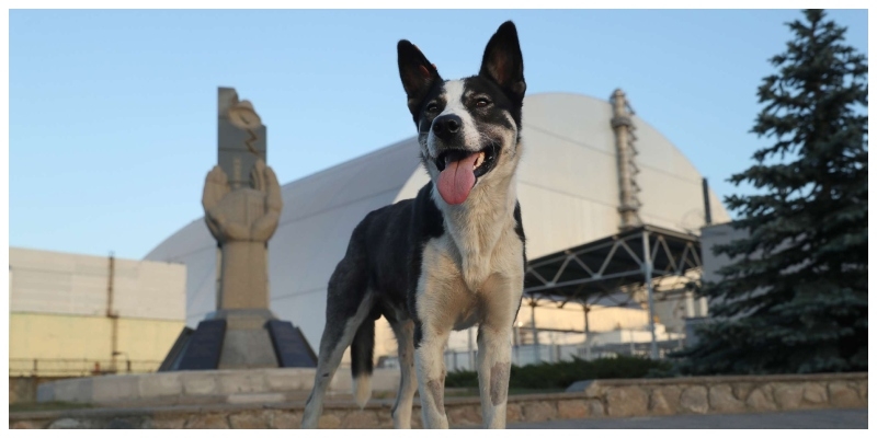 Dogs of Chernobyl