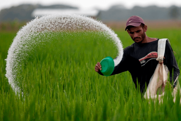 Cabinet fertiliser subsidy for Rabi season