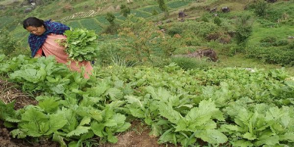 Have Your Hearts For Poor Farmers!