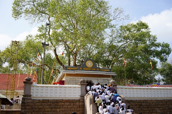Maha Bodhi Tree Sri Lanka