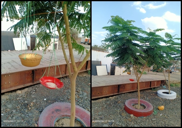 Birds  nest at Amravati 