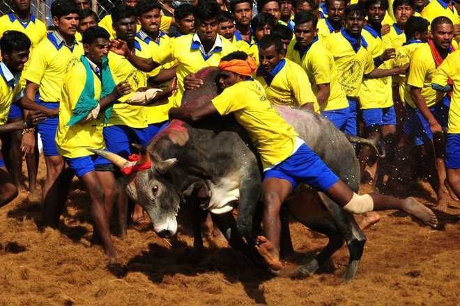 JaliKattu 