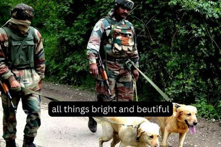 Story of Two Army Dogs: Who Will Be Your Role Model?