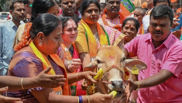 cow slaughtering 