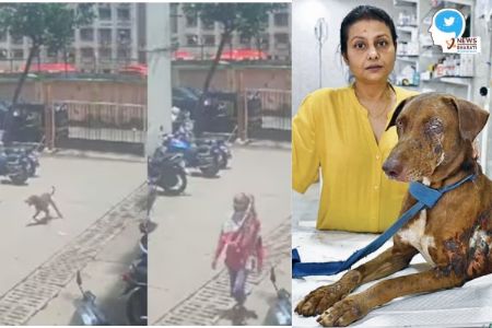 Inhuman Act! Shabista Ansari throws acid on dog, damaging eye of animal